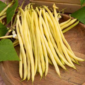 Haricot Grimpant Beurre Monte Gusto - 5 m 